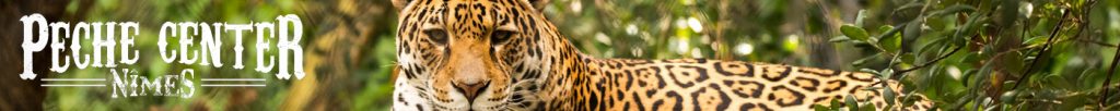 jaguar en colombie