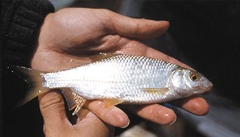 magasin peche en riviere a nimesFRESHWATER - PECHE CENTER NIMES