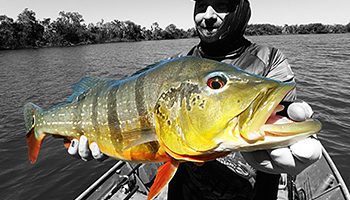 bruno peacock colombie