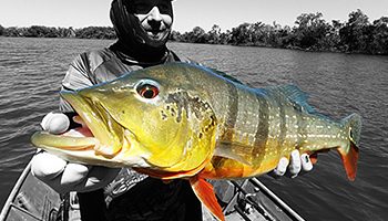 bruno peacock colombie