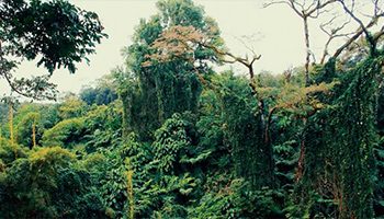 la jungle colombienne